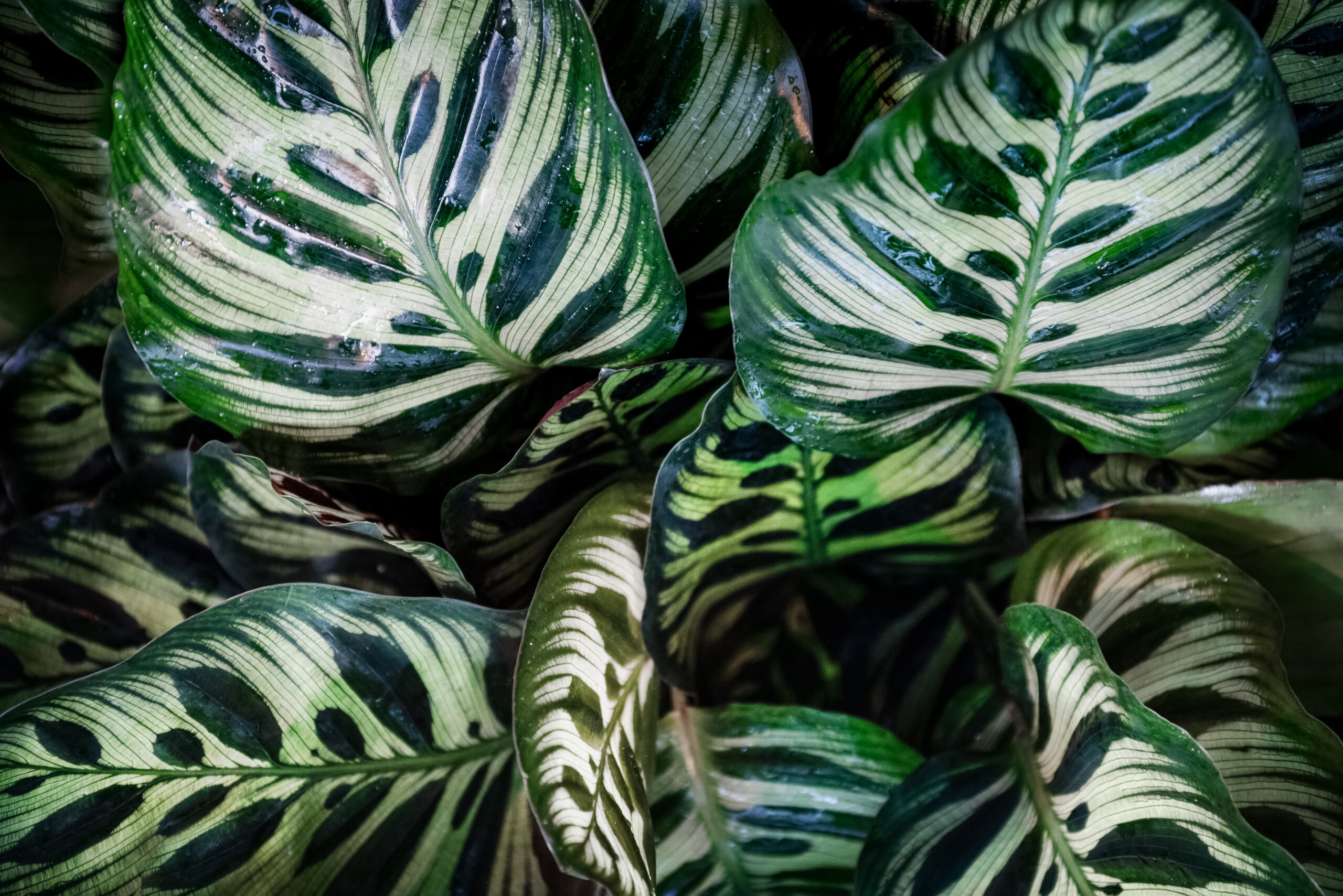 Calathea makoyana pattern green leaves natural background