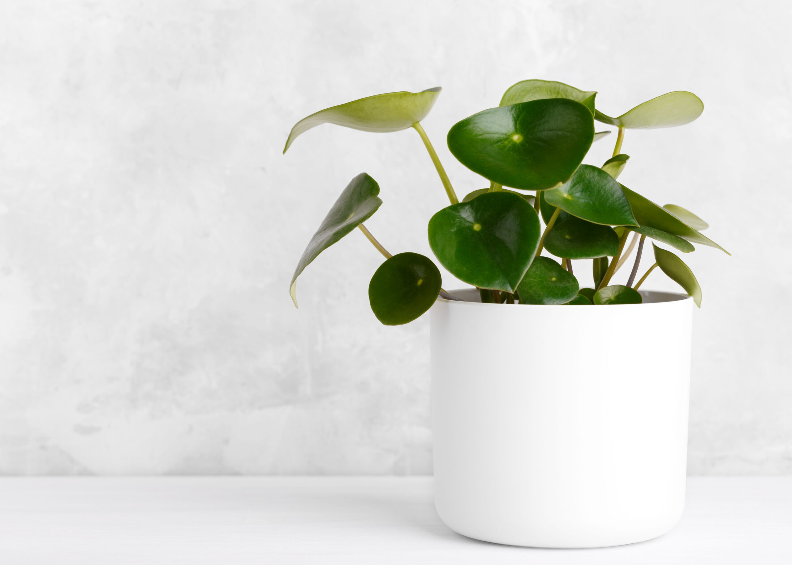 Peperomia raindrop in a white modern flowerpot over grey stone background copy space