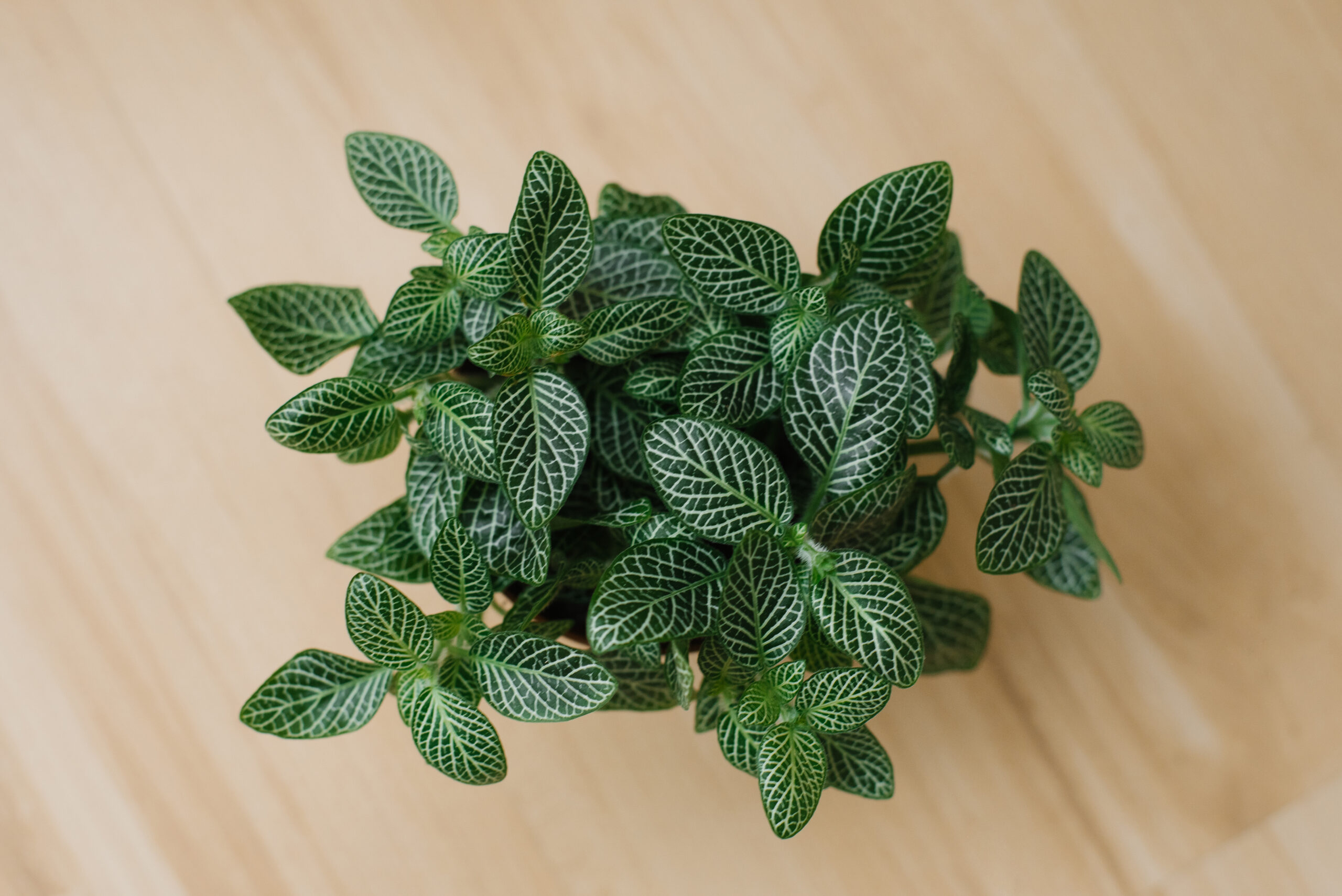 houseplant fittonia dark green with white streaks in a brown pot on a beige background with boards. Top view