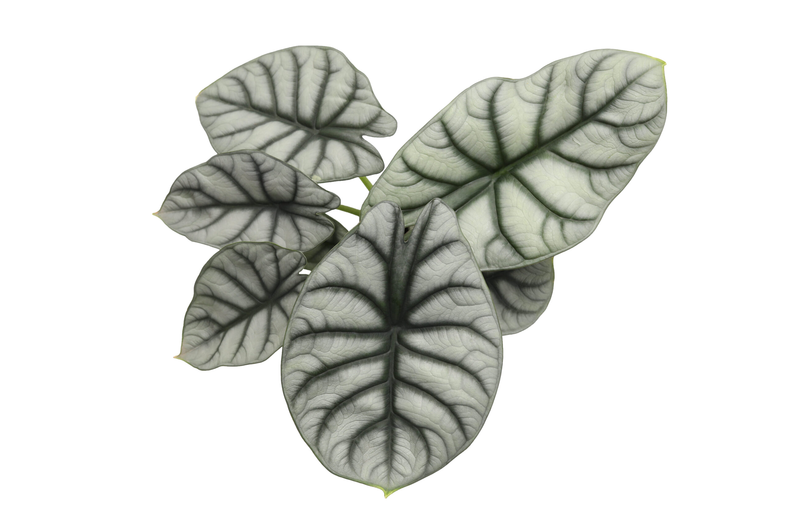 alocasia silver dragon plants leaves closeup